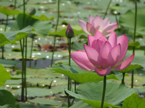 Image of lotus