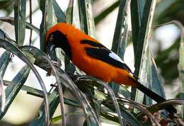 Image de Oriole à dos orange