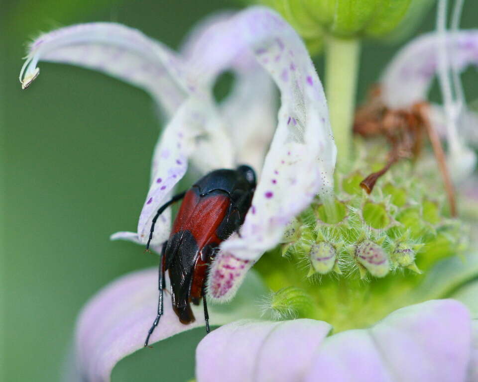 Image of ripiphorid beetles