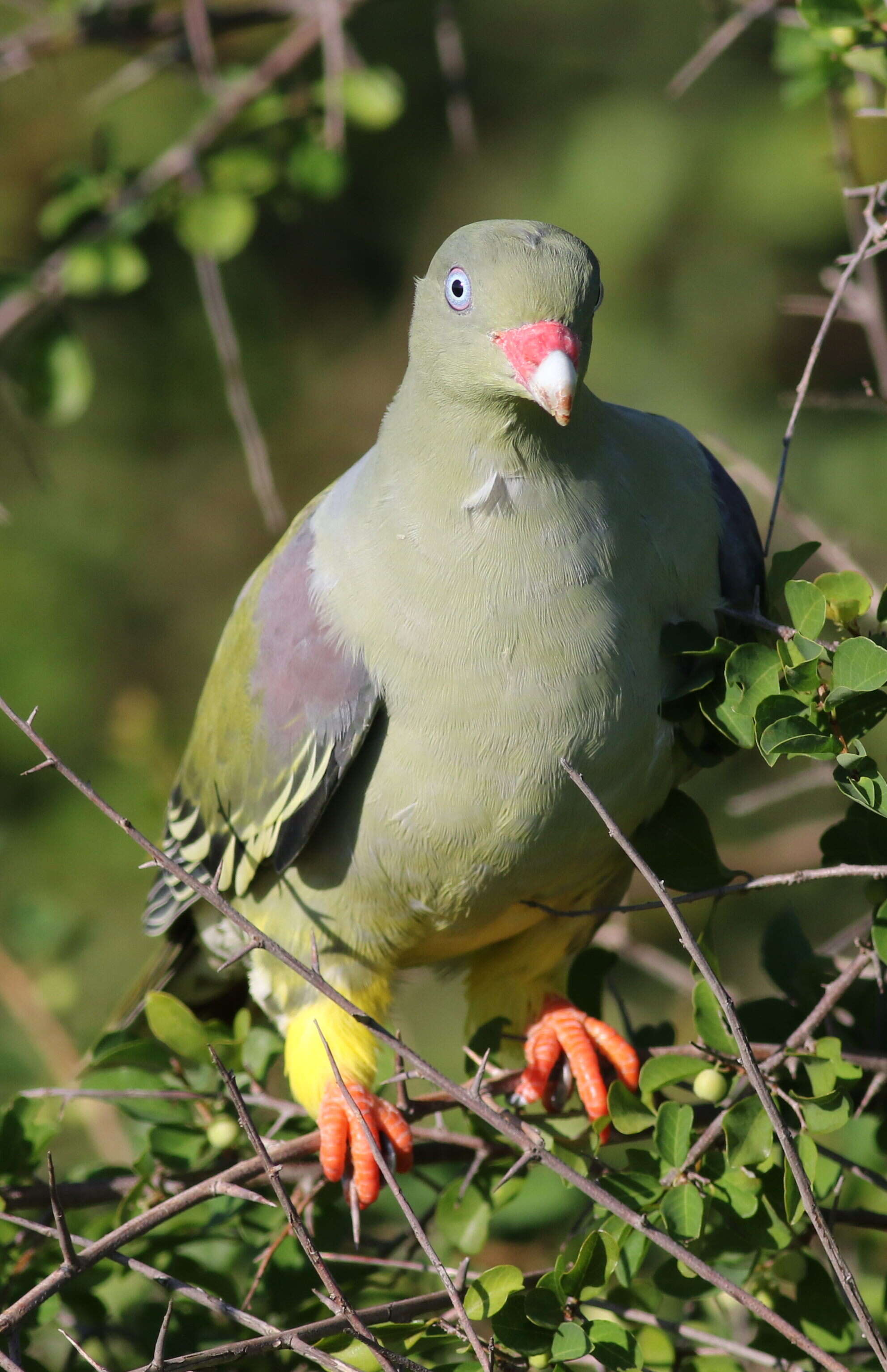 صورة Treron calvus (Temminck 1811)