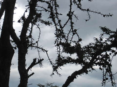 Image of Vachellia drepanolobium (Y. Sjöstedt) P. J. H. Hurter