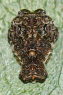 Image of Arkyidae