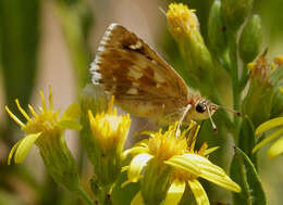 Image of Checkered-Skippers