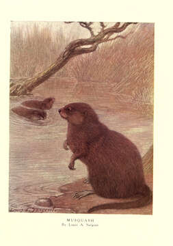 Image of muskrat