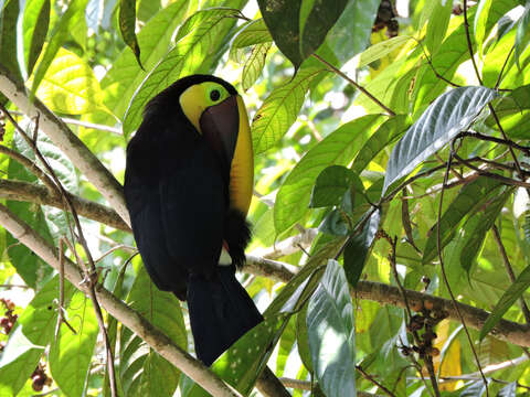 Image of Pubescent Sorocea (tree)