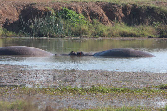 Image of Hippopotomus