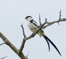 Image of Pin-tailed Whydah