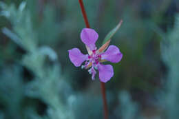 Image de Clarkia rhomboidea Dougl.