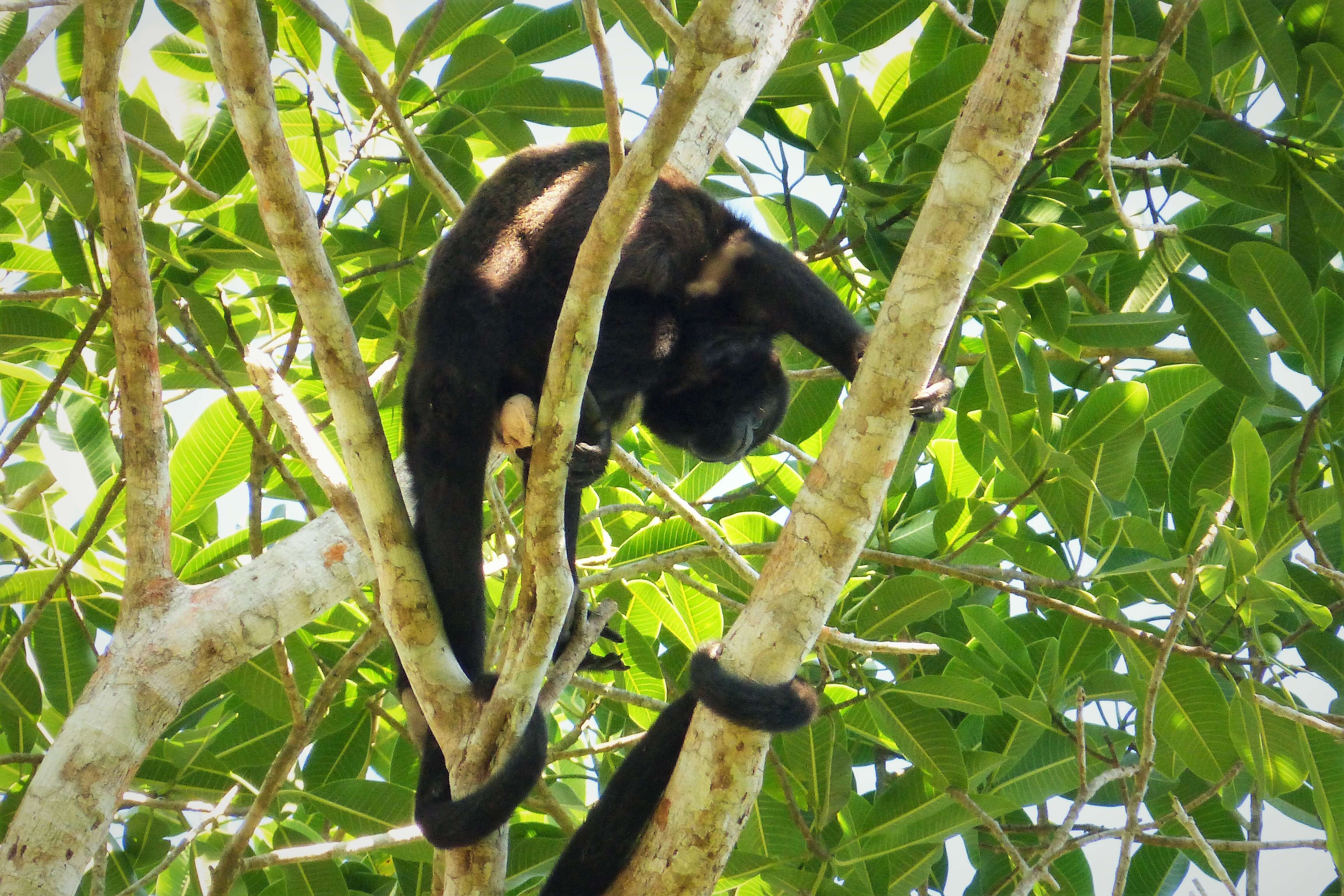 Image of Ecuadorian Mantled Howling Monkey