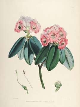 Imagem de Rhododendron wallichii Hook. fil.