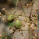 Connarus paniculatus Roxb.的圖片