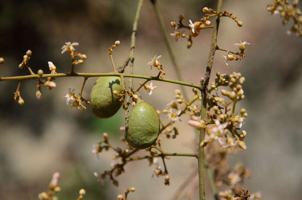 Connarus paniculatus Roxb.的圖片