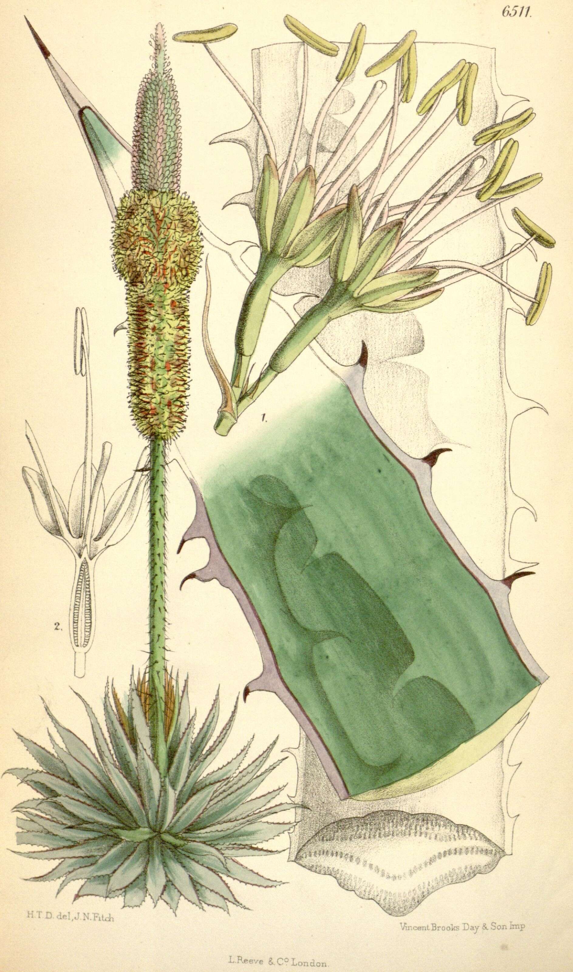 Image of Agave horrida Lem. ex Jacobi