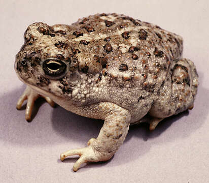 Image of southwestern toad