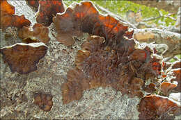 Image of Auricularia mesenterica (Dicks.) Pers. 1822