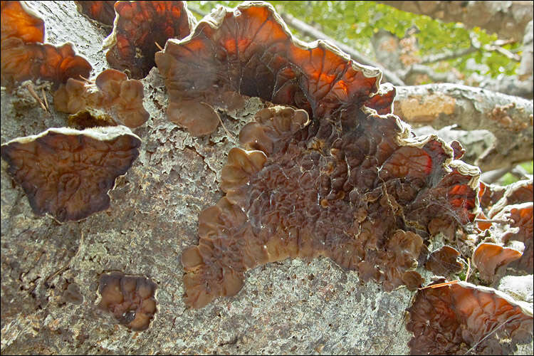 Image of Auricularia mesenterica (Dicks.) Pers. 1822