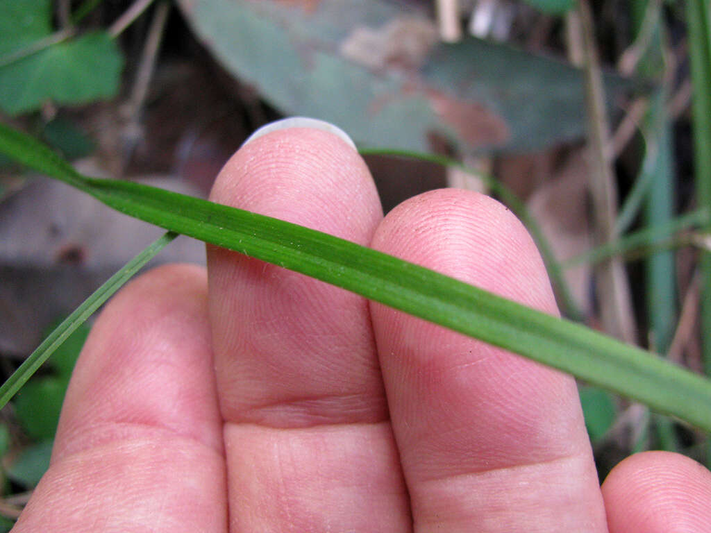 Image of Painted fingers