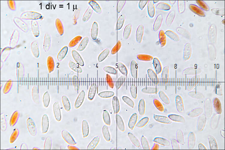 Plancia ëd Flammulina