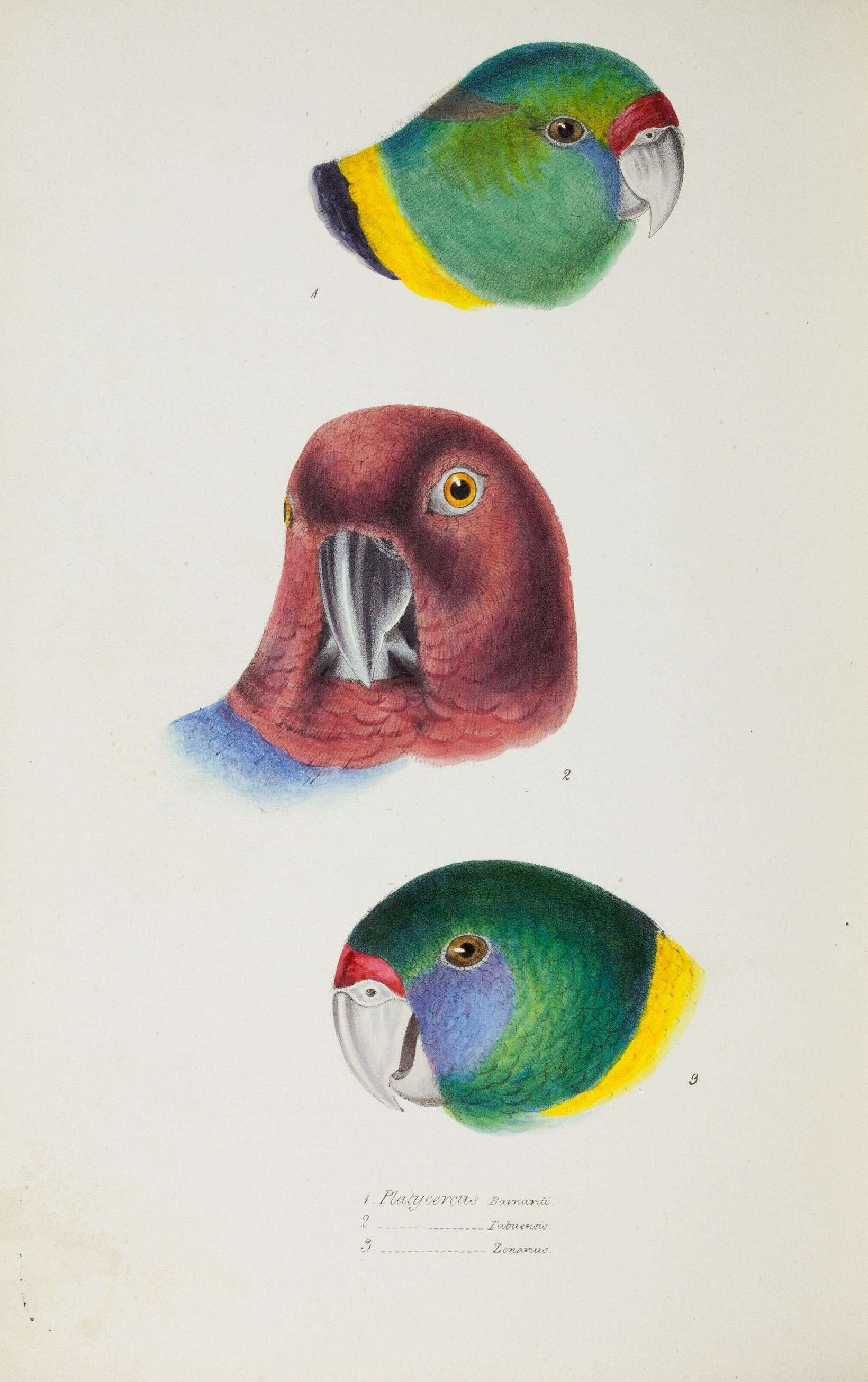 Image of Barnardius zonarius barnardi (Vigors & Horsfield 1827)