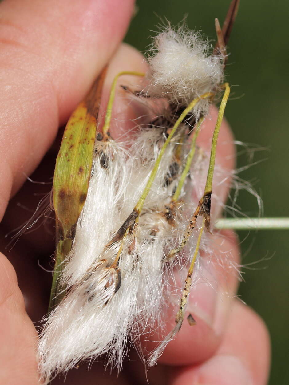 Image of cottongrass