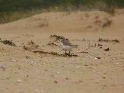 Image of Red-capped Dotterel