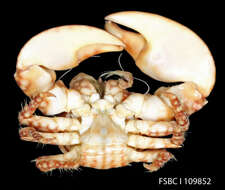 Image of spotted porcelain crab