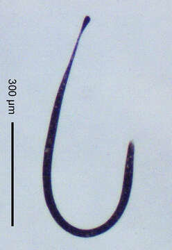 Image of Trachelocerca orientalis