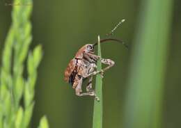 Image of Curculio