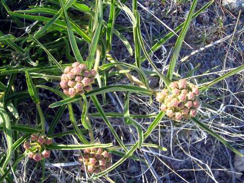 Image de Asclepias asperula (Decne.) R. E. Woodson