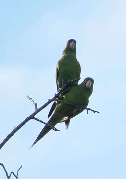 Image of Aratinga leucophthalma