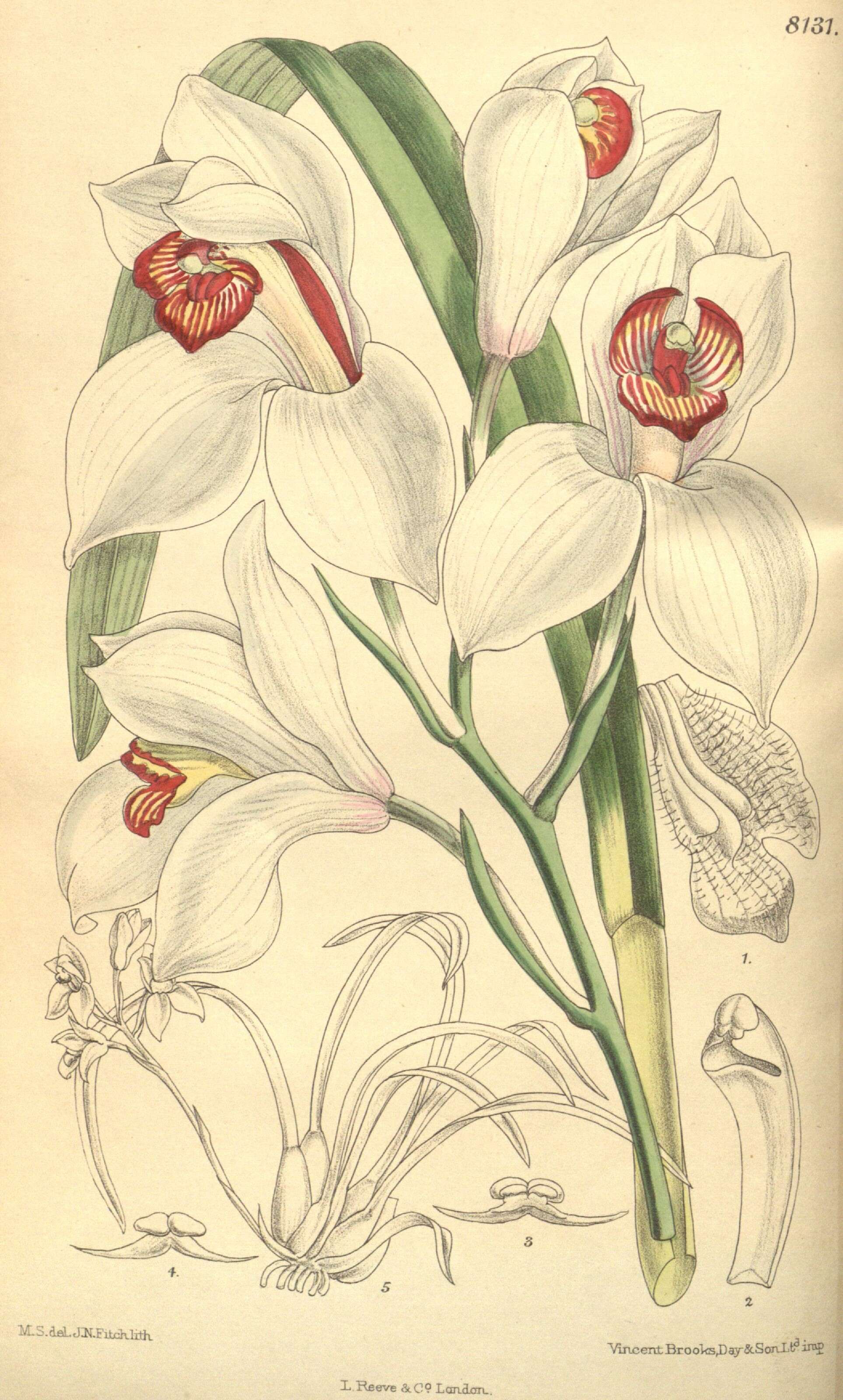 Image of Cymbidium erythrostylum Rolfe