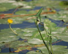 Image of Sagittaria