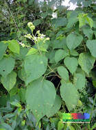 Imagem de Clerodendrum villosum Blume