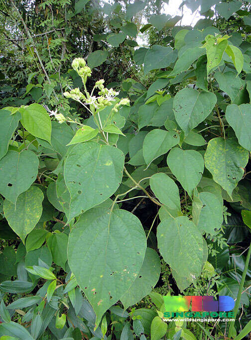 Imagem de Clerodendrum villosum Blume