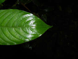 Image of Psychotria acicularis C. M. Taylor