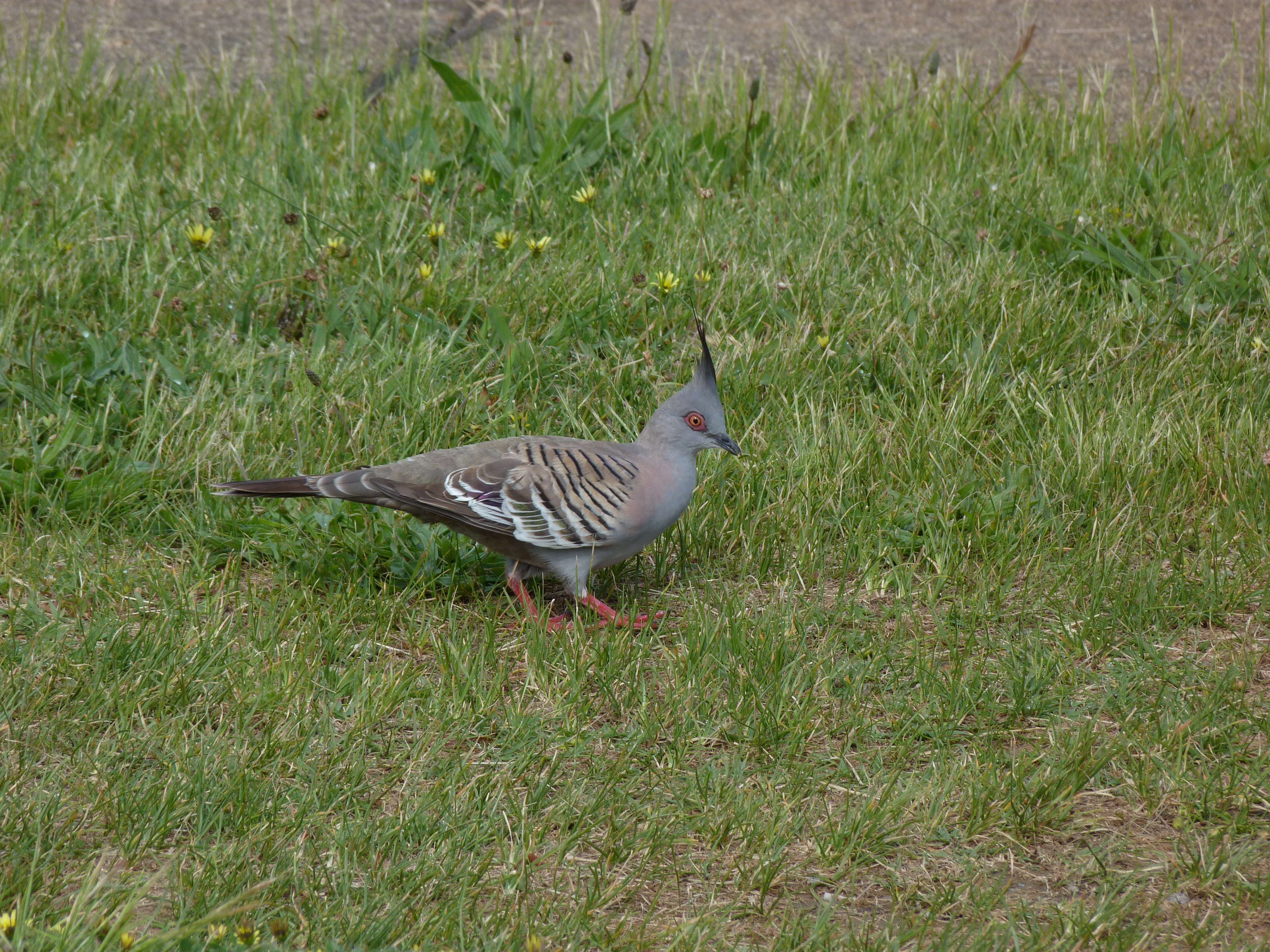 Image of Ocyphaps Gray & GR 1842