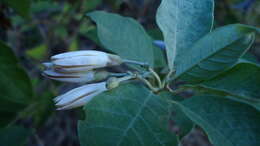 Image of Jacquemontia glaucescens Choisy