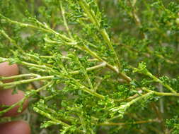 Image of bitterbrush