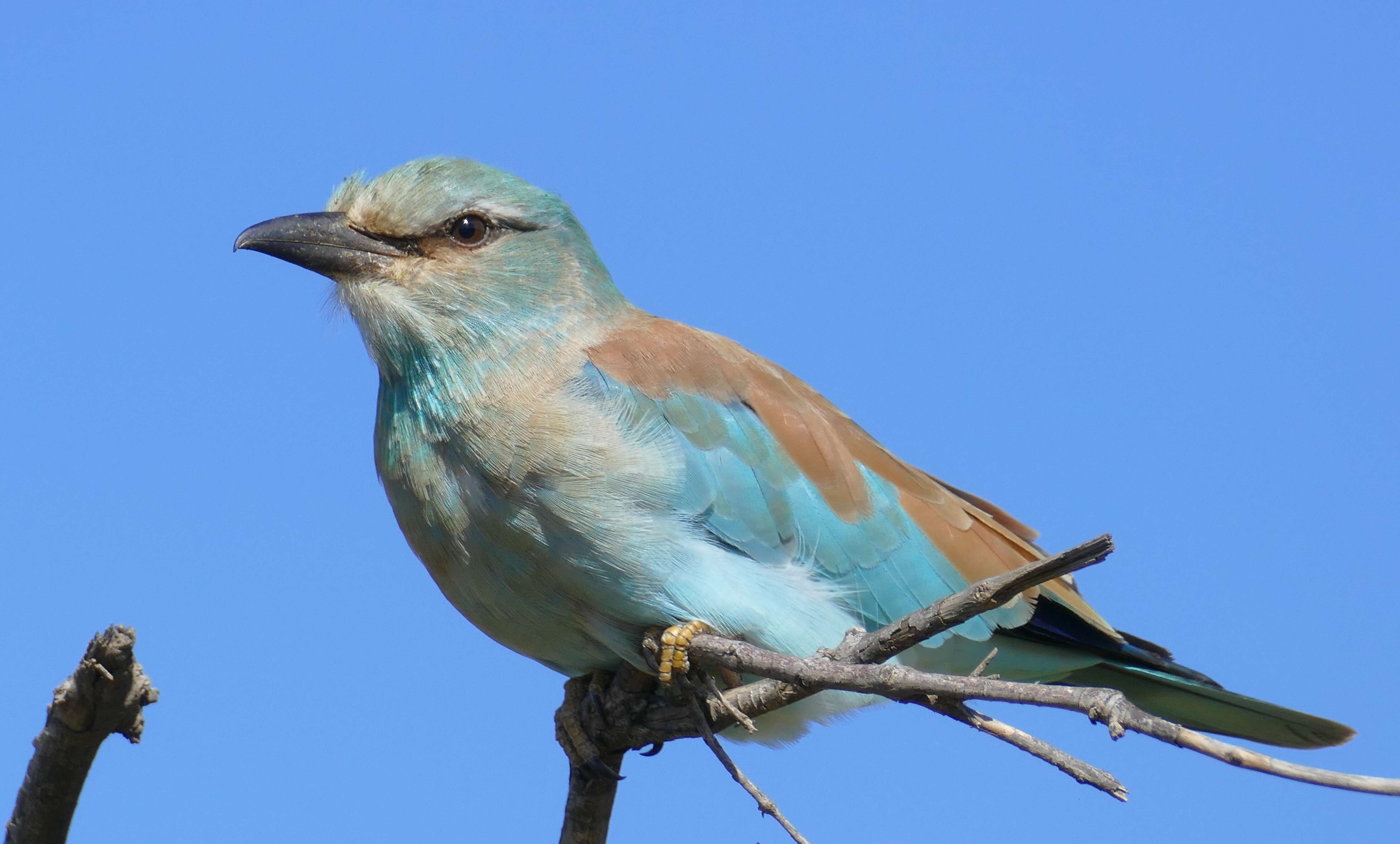 Image of European Roller