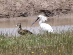 Image of Royal Spoonbill