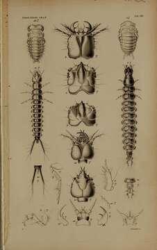 Image of Omophron (Omophron) limbatum (Fabricius 1777)