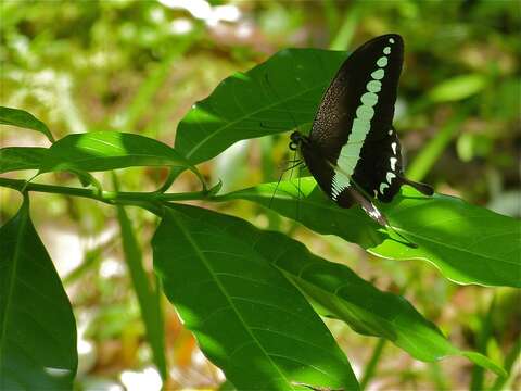 Image of Papilio demolion Cramer (1776)