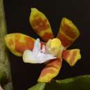 Image of Trichoglottis orchidea (J. Koenig) Garay