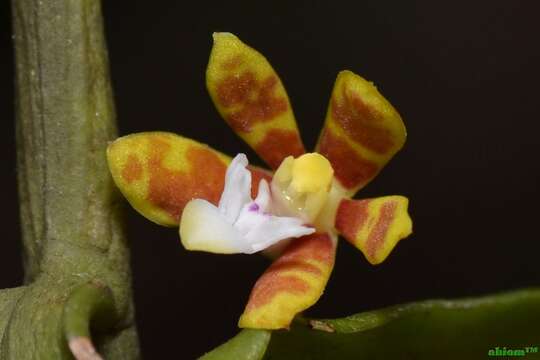 Image of Trichoglottis orchidea (J. Koenig) Garay