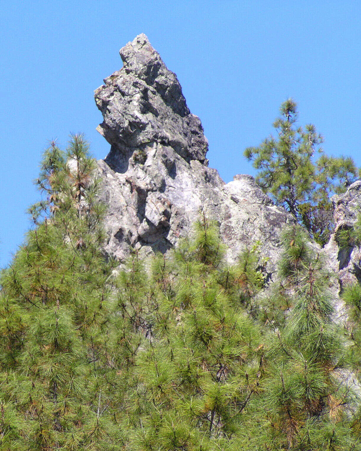 Imagem de Pinus attenuata Lemmon