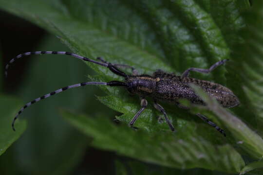 Image of Agapanthia (Epoptes) villosoviridescens (Degeer 1775)