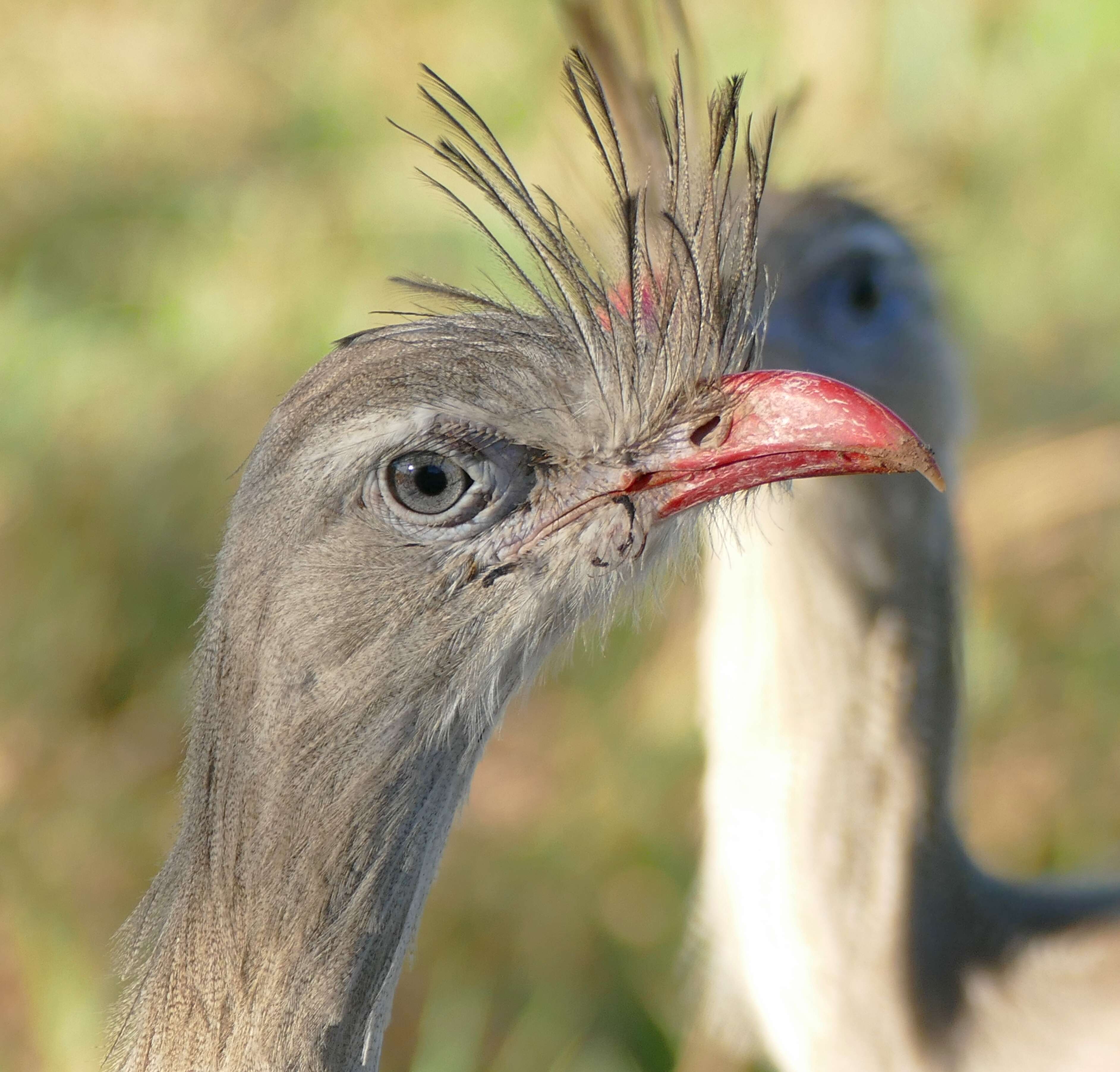 Image of Cariamiformes