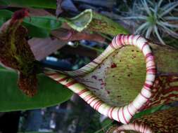 Image of Nepenthes maxima Reinw. ex Nees