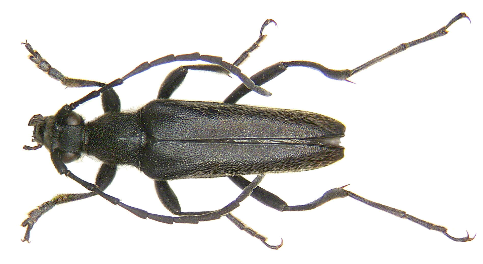 Image of Leptura aethiops