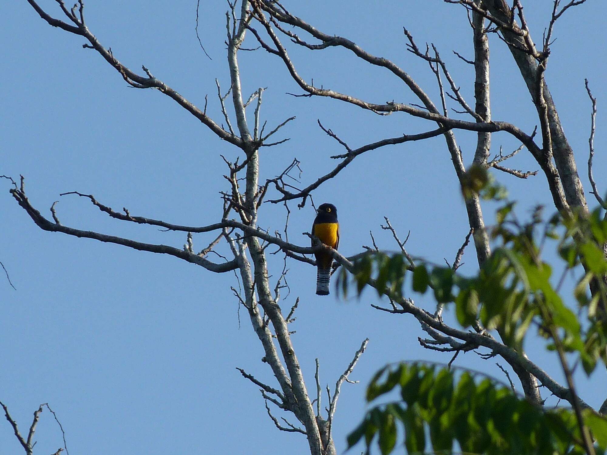 Plancia ëd Trogon Brisson 1760